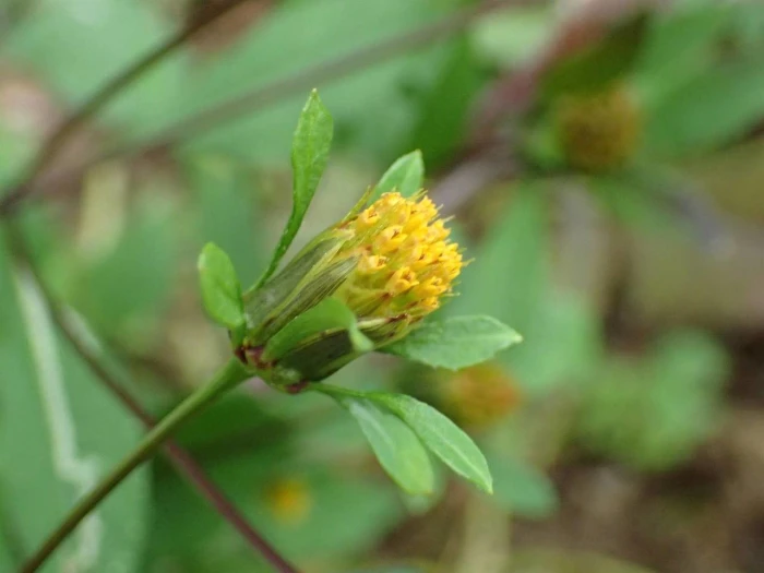 Bidens frondosa image