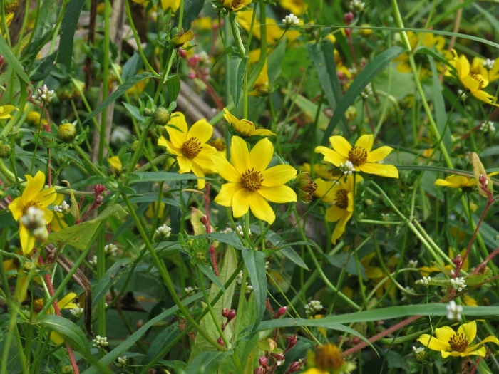 Bidens laevis image