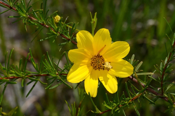 Bidens mitis image