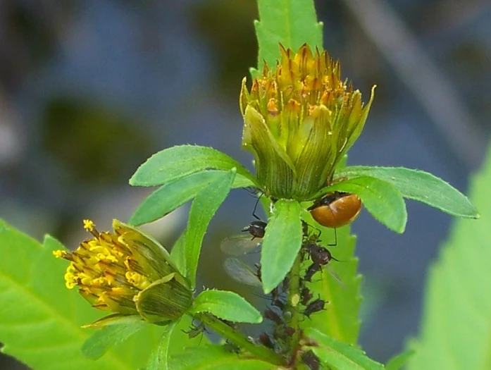 Bidens tripartita image