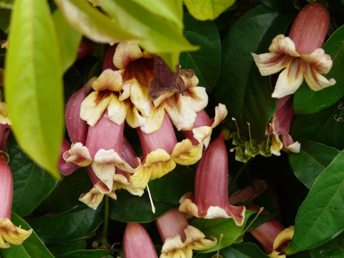 Bignonia capreolata image