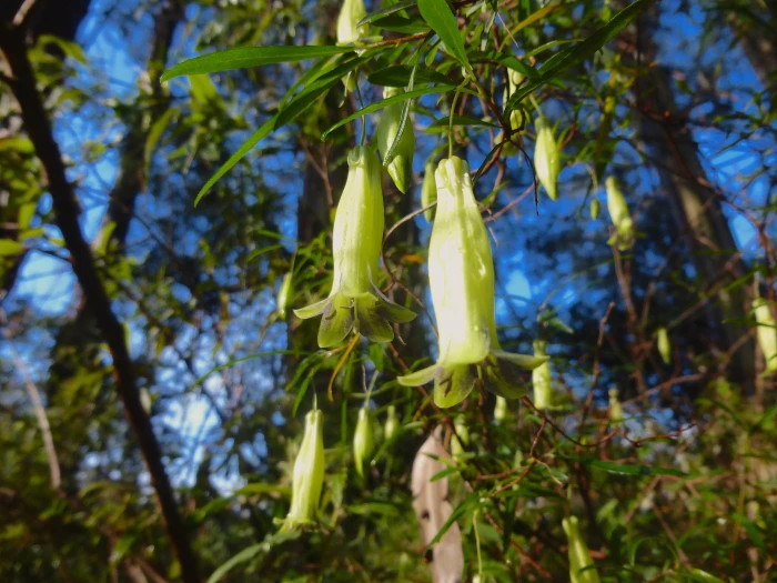 Billardiera longiflora image