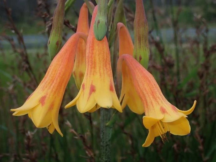 Blandfordia grandiflora image