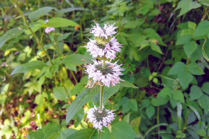 Blephilia ciliata image