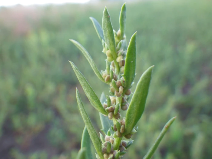 Blitum nuttallianum image