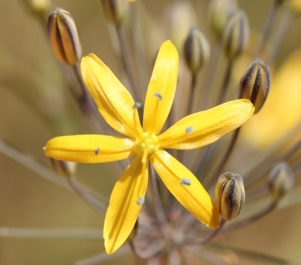 Bloomeria crocea image