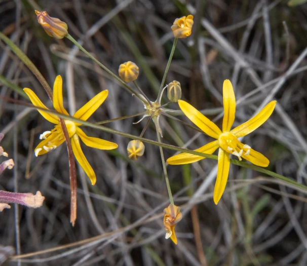 Bloomeria aurea image
