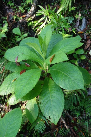 Blumea aromatica image