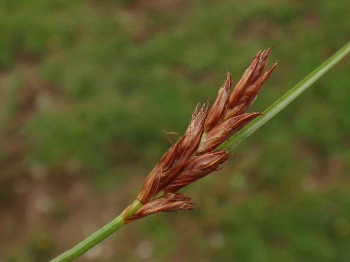Blysmus compressus image