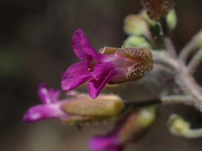 Boechera californica image