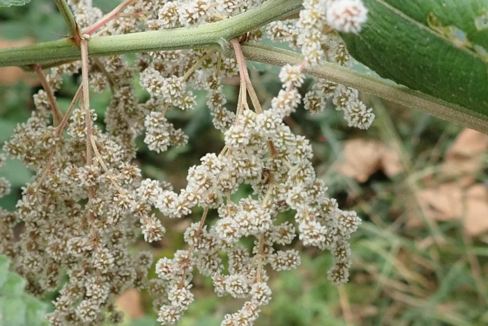 Boehmeria nivea image