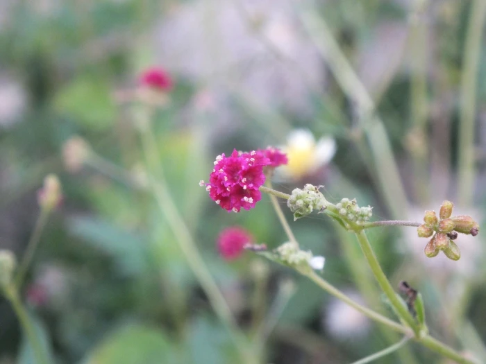 Boerhavia coccinea image