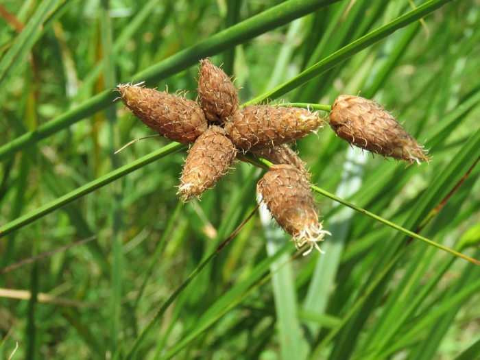 Bolboschoenus robustus image