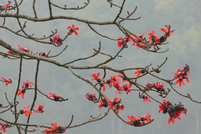 Bombax ceiba image
