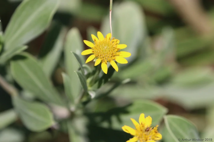 Borrichia frutescens image