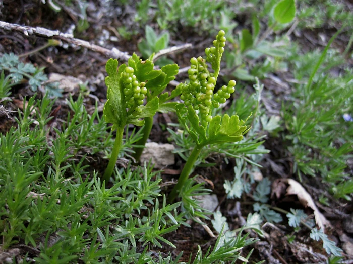 Botrychium lanceolatum image