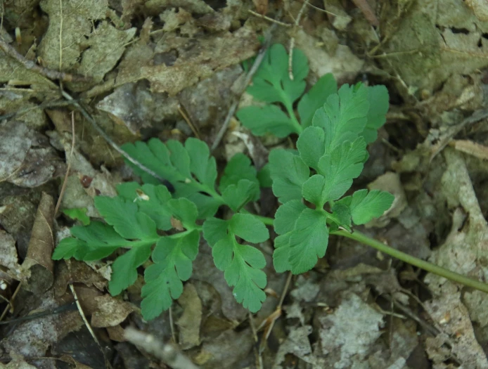 Botrychium lunaria image