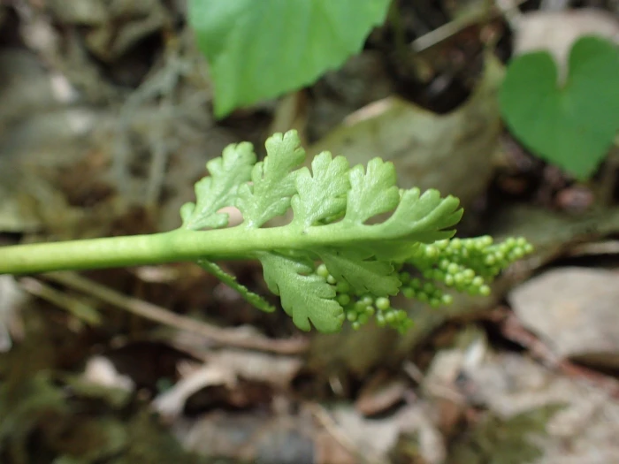 Botrychium matricariifolium image