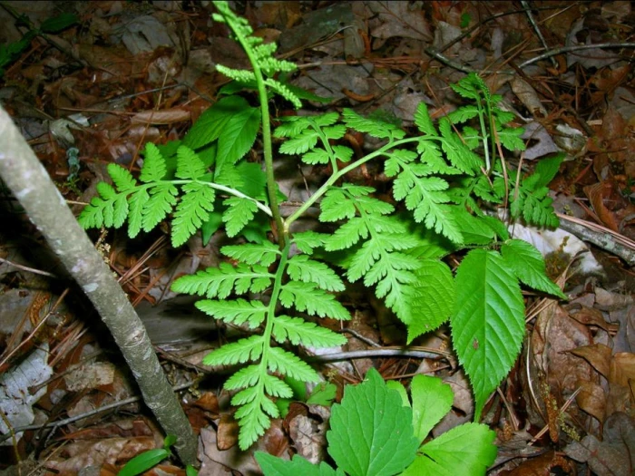 Botrypus virginianus image