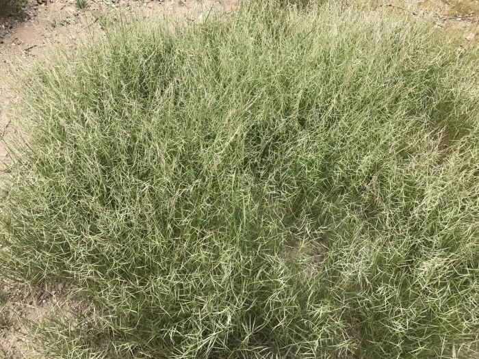 Bouteloua aristidoides image
