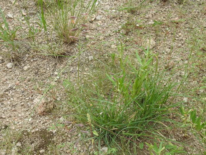 Bouteloua chondrosioides image