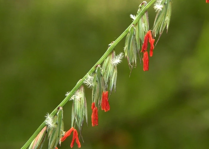 Bouteloua curtipendula image