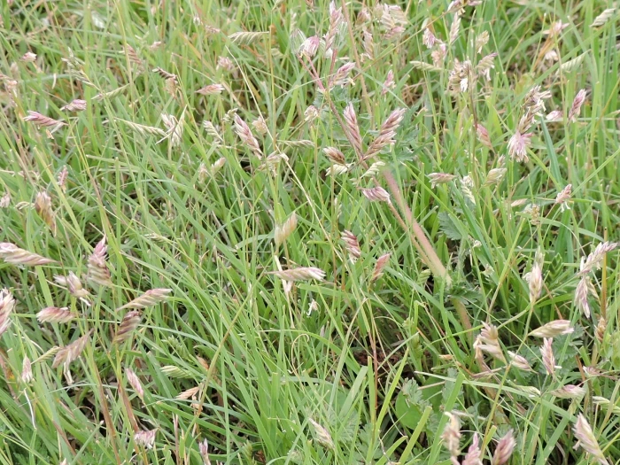 Bouteloua dactyloides image
