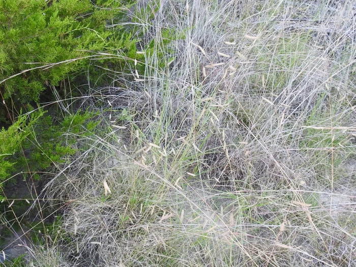 Bouteloua pectinata image
