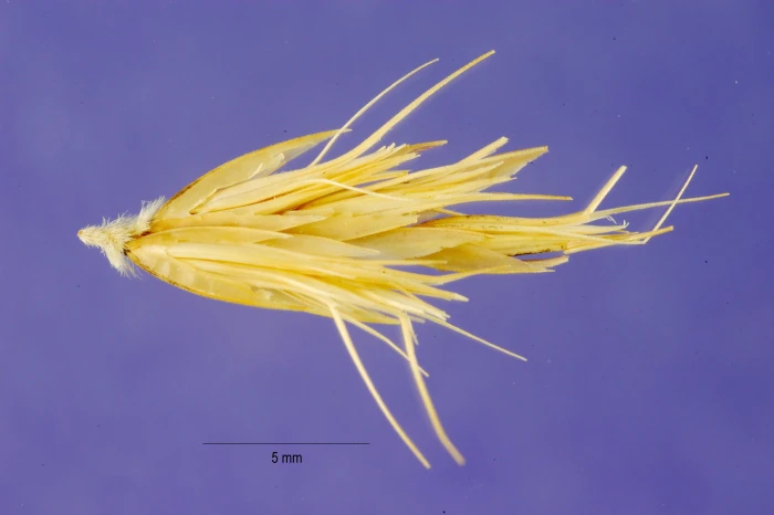 Bouteloua repens image