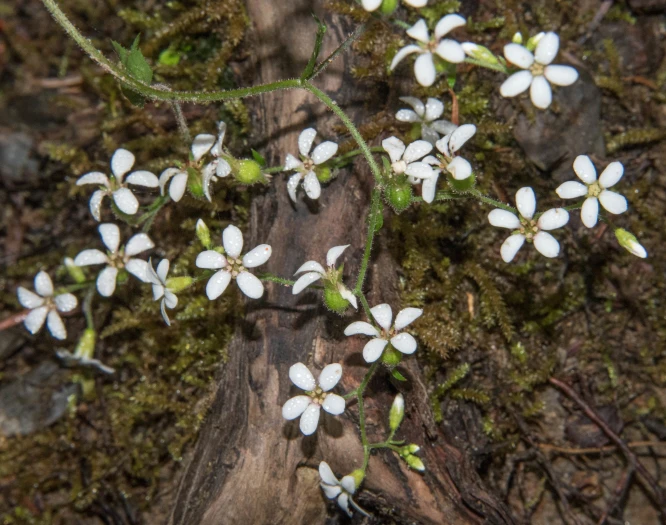 Boykinia occidentalis image