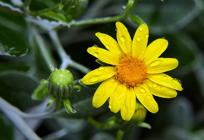Brachyglottis greyi image