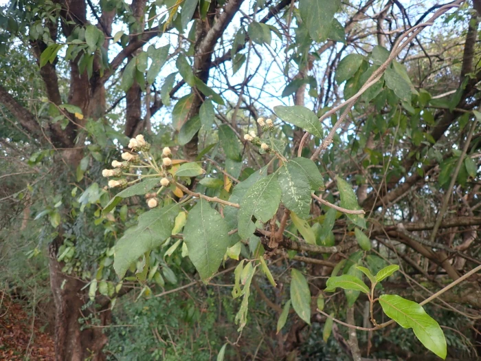 Brachylaena huillensis image