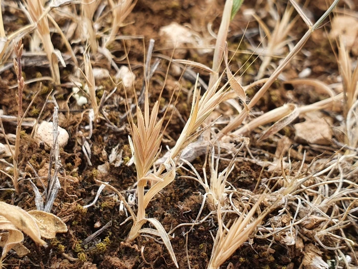 Brachypodium distachyon image