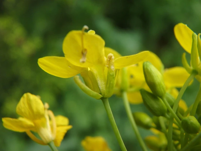 Brassica rapa image