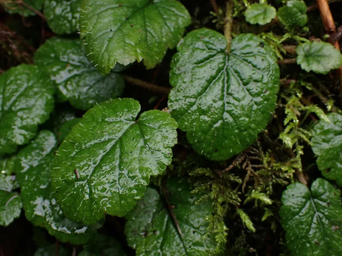 Brewerimitella ovalis image