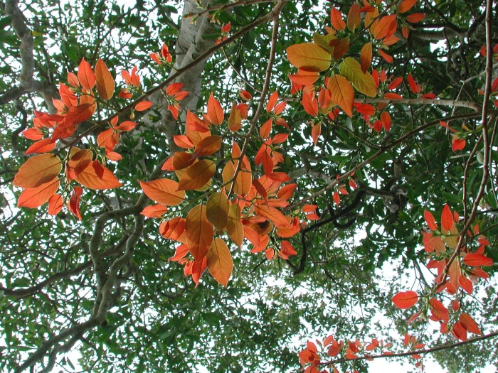 Bridelia micrantha image