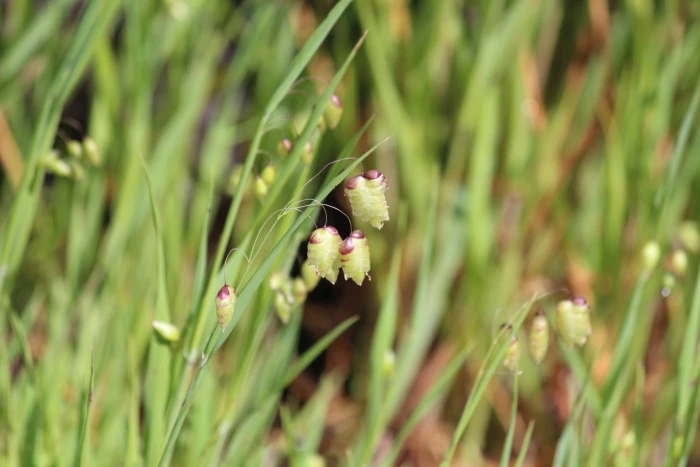 Briza maxima image