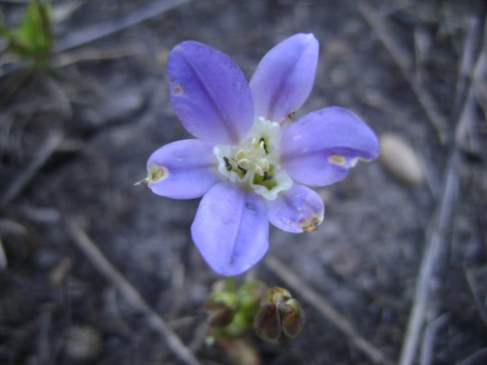 Brodiaea jolonensis image