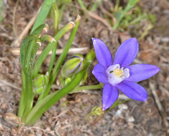 Brodiaea stellaris image