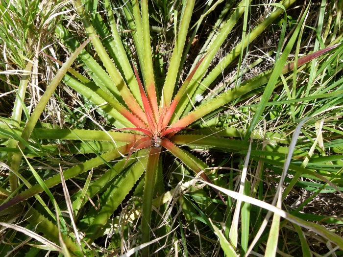 Bromelia pinguin image