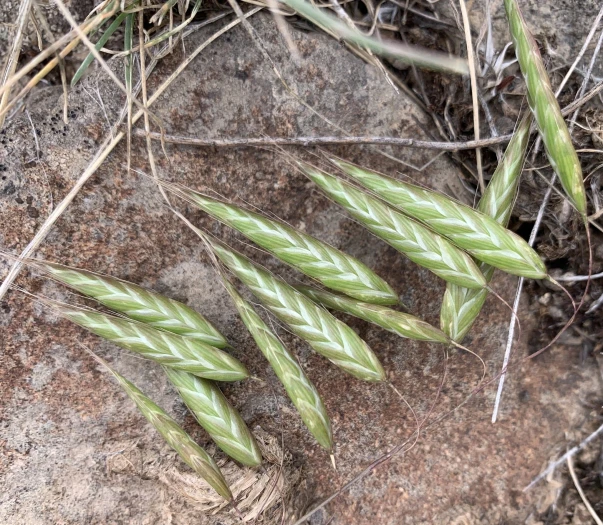 Bromus arvensis image