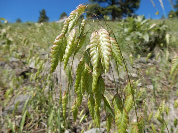 Bromus briziformis image
