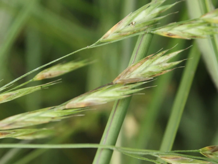 Bromus catharticus image