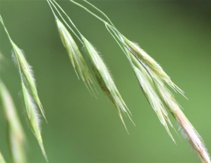 Bromus ciliatus image