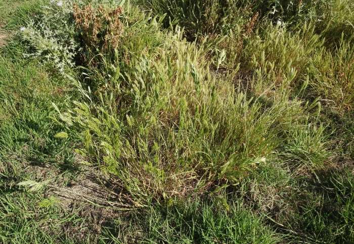 Bromus hordeaceus image