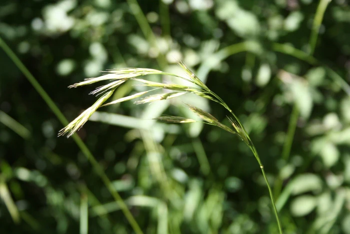Bromus laevipes image