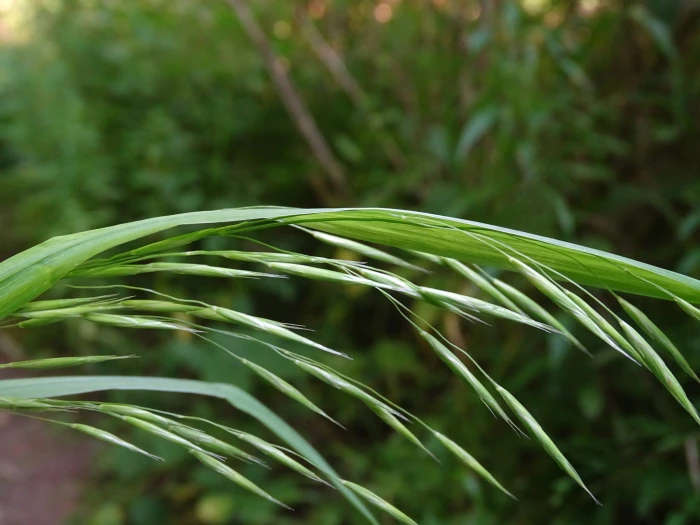 Bromus latiglumis image