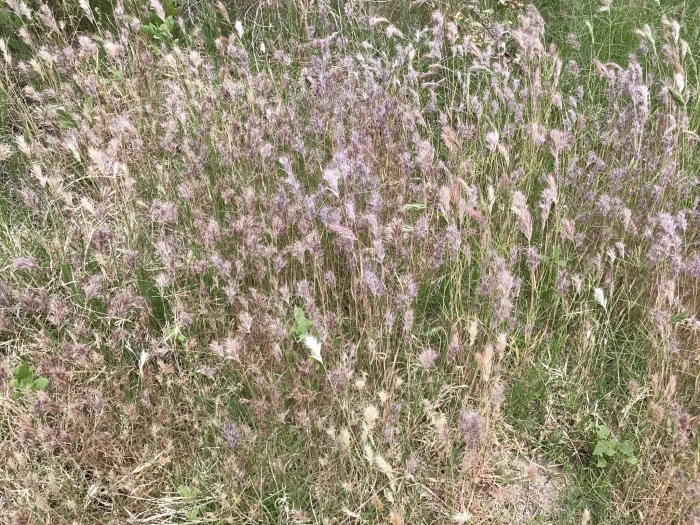 Bromus madritensis image
