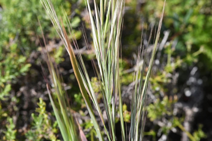 Bromus maritimus image