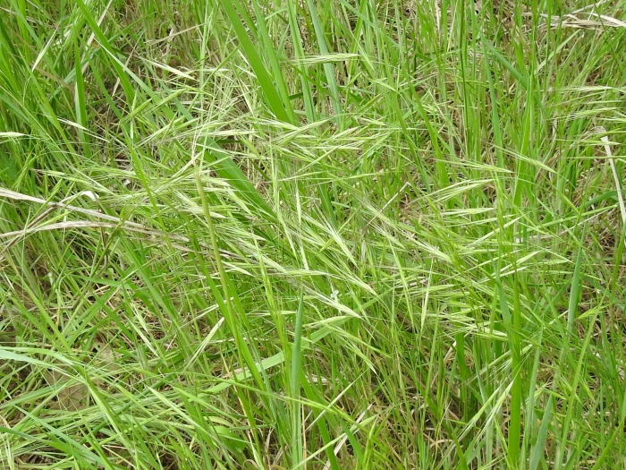 Bromus rigidus image